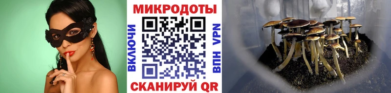 Псилоцибиновые грибы Cubensis Новый Оскол